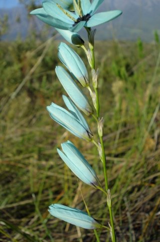 Ixia viridiflora raceme secund